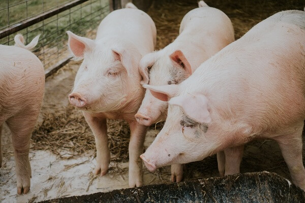 猪粪有机肥生产线机器多少钱